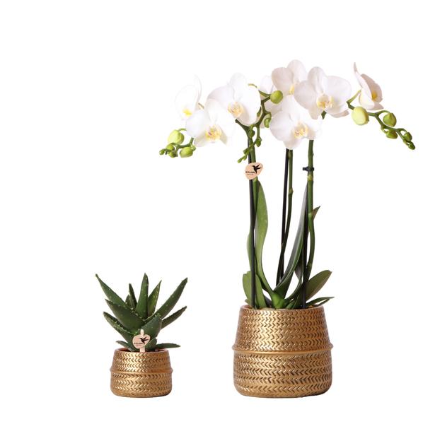 Kolibri Company – Pflanzenset Groove gold | Set mit weißer Phalaenopsis Orchidee Amabilis Ø9cm und grüner Sukkulente Aloe Brevifolia Ø6cm | inkl. goldenen Keramik-Ziertöpfen