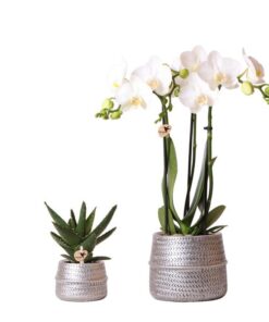 Kolibri Company – Pflanzenset Groove silber | Set mit weißer Phalaenopsis Orchidee Amabilis Ø9cm und grüner Sukkulente Crassula Ovata Ø6cm | inkl. silbernen Keramik-Ziertöpfen