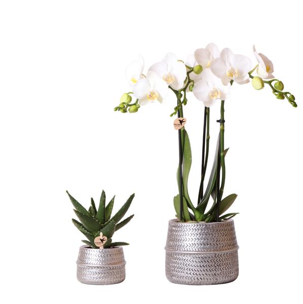 Kolibri Company – Pflanzenset Groove silber | Set mit weißer Phalaenopsis Orchidee Amabilis Ø9cm und grüner Sukkulente Crassula Ovata Ø6cm | inkl. silbernen Keramik-Ziertöpfen