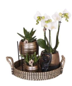 Kolibri Company | Komplettes Pflanzenset Home Hub | Grünpflanzen mit weißer Phalaenopsis-Orchidee inkl. schwarzen Keramik-Ziertöpfen und Zubehör