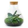 DIY-Terrarium – Sammie – ↕ 27 cm Ø 22,5 cm