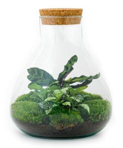 DIY-Terrarium – Sammie – ↕ 27 cm Ø 22,5 cm