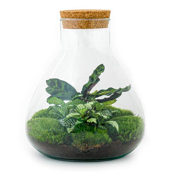 DIY-Terrarium – Sammie – ↕ 27 cm Ø 22,5 cm