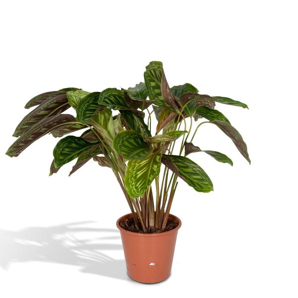 Calathea Flamestar – Pauwenplant – 75cm – Ø19