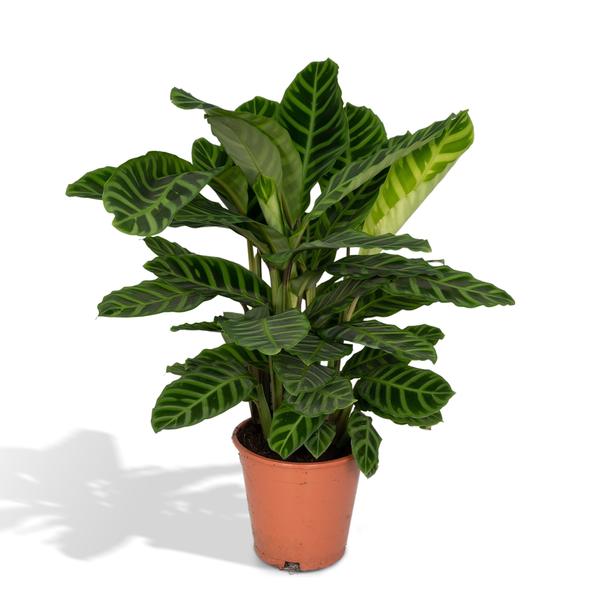 Calathea Zebrina – Pfauenpflanze – ↕80 cm – Ø19 cm