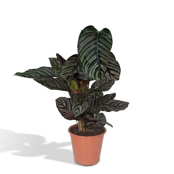 Calathea Ornata – Ø19 cm – ↨75 cm