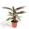 Calathea Triostar – Pauwenplant – ↕70 cm – Ø19 cm