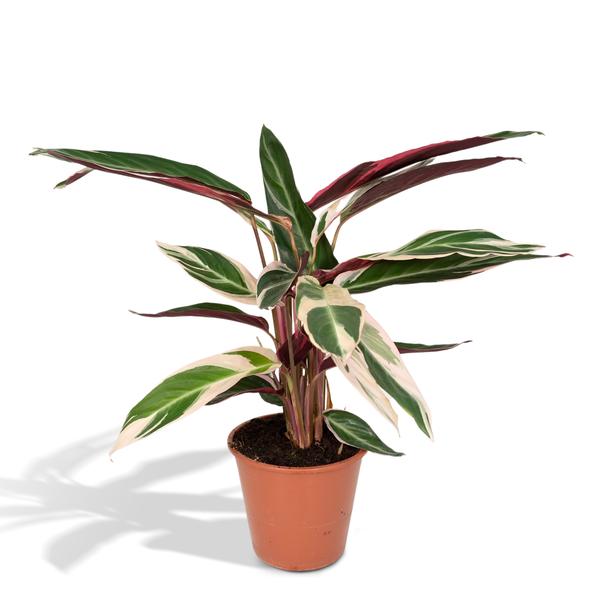 Calathea Triostar – Pauwenplant – ↕70 cm – Ø19 cm