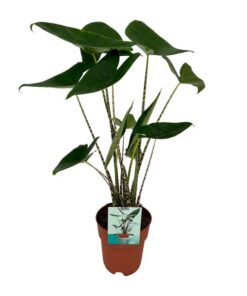 Alocasia Zebrina Ø 19 cm – ↕75 cm