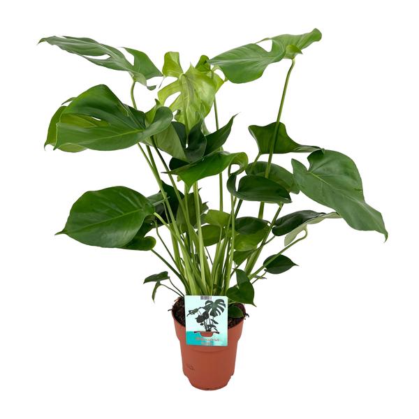 Monstera Deliciosa – Gatenplant – 65cm – Ø21 – Ø19cm – 60cm