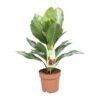 Aglaonema Silver Bay Ø17cm – ↕55cm