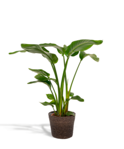 Strelitzia Nicolai – Ø19cm – ↕90cm + Korb Igmar