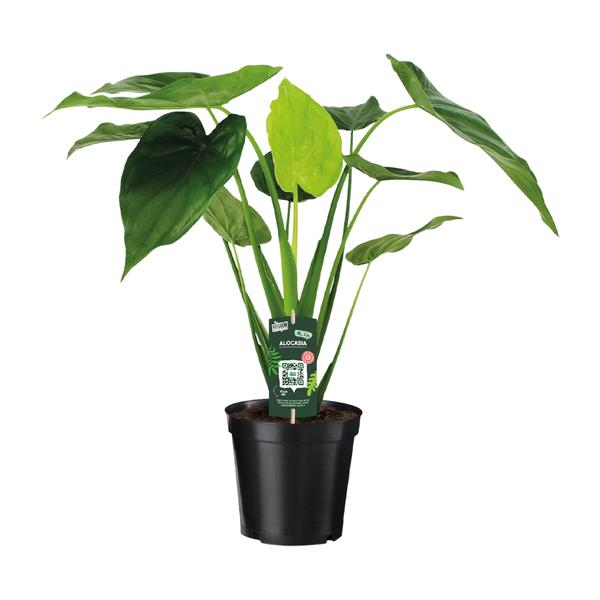 Alocasia Cucullata – Elefantenohr – 55cm – Ø19