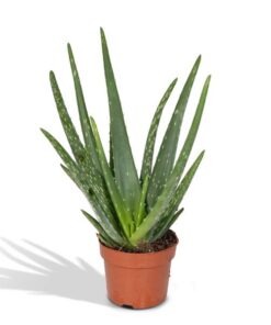 Aloe vera – Ø 12 cm – ↨40 cm