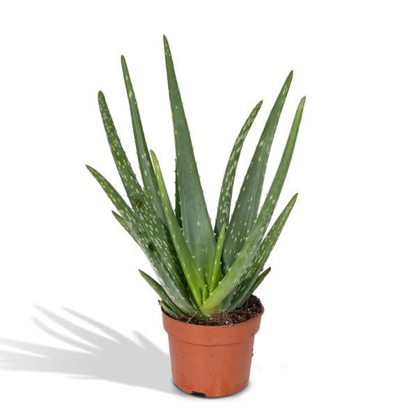 Aloe vera – Ø 12 cm – ↨40 cm