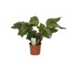 Calathea Network – Pauwenplant – 30cm – Ø14