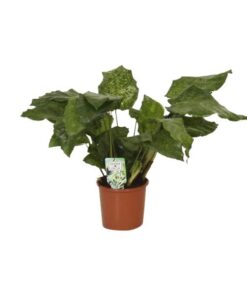 Calathea Network – Pauwenplant – 30cm – Ø14