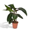 Calathea Warscewiczii – Pauwenplant – ↕70 cm – Ø19 cm