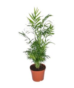 Chamaedorea Elegans – Ø17 – ↨55cm