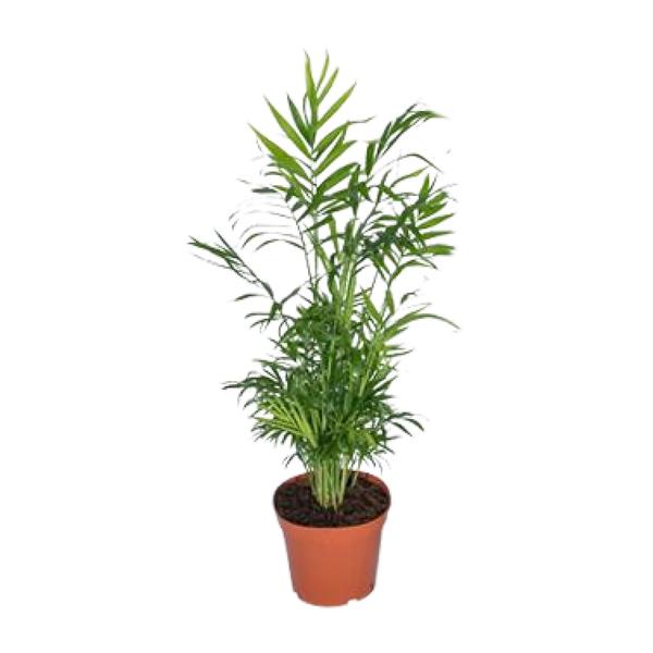 Chamaedorea Elegans – Ø17 – ↨55cm