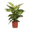 Dieffenbachia Mars Ø17cm – ↕50cm