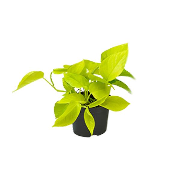 Epipremnum Golden Pothos – Ø12 – ↨15cm