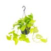 Epipremnum Golden Pothos – Ø15 – ↨25cm