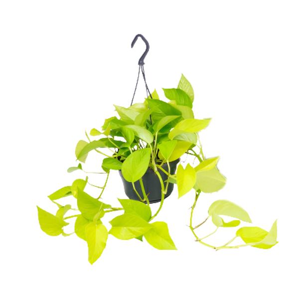 Epipremnum Golden Pothos – Ø15 – ↨25cm