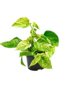 Epipremnum Marble Queen – Ø12 – ↨15cm