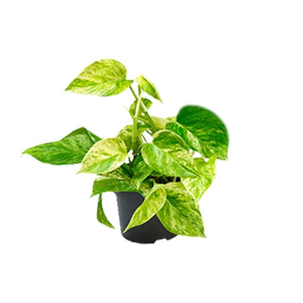 Epipremnum Marble Queen – Ø12 – ↨15cm