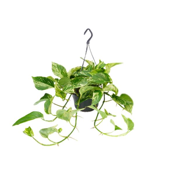 Epipremnum Marble Queen – Ø15 – ↨25cm