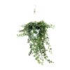 Hedera Helix Wonder – Ø24 – ↨70cm