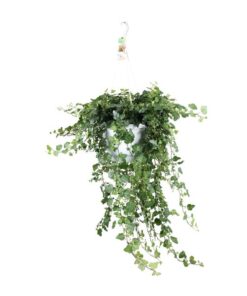 Hedera Helix Wonder – Ø24 – ↨70cm