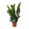 Zamioculcas Zamiifolia – Ø21cm – ↕80cm