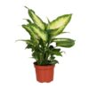 Dieffenbachia Camilla – Ø12cm – ↕35cm