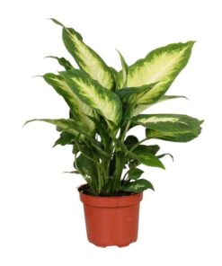 Dieffenbachia Camilla – Ø12cm – ↕35cm