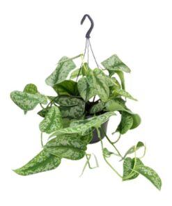 Scindapsus Pictus Trebie – Ø15cm – ↕25cm