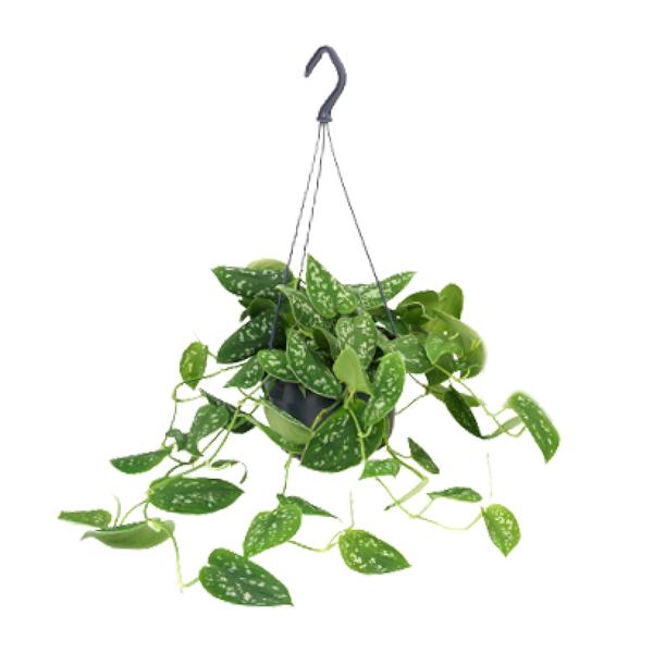 Scindapsus Pictus – Ø15cm – ↕25cm