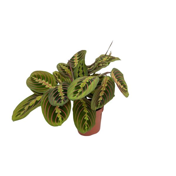 Maranta Fascinator (Arrowroot) – Ø12cm – ↕20cm