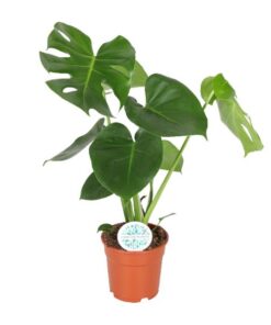 Monstera Deliciosa – Gatenplant – 65cm – Ø21 – Ø17 – 55cm