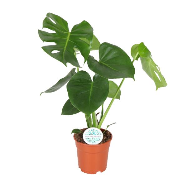 Monstera Deliciosa – Gatenplant – 65cm – Ø21 – Ø17 – 55cm