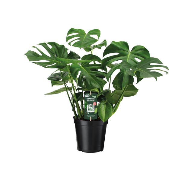 Monstera Deliciosa – Gatenplant – 65cm – Ø21 – Ø21 – 65cm