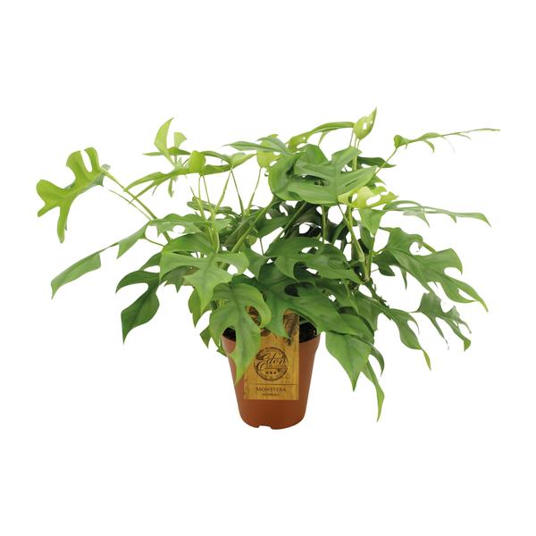 Monstera Minima – Ø15cm – ↕25cm