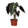 Alocasia Amazonica Polly – Ø12cm – ↕30cm