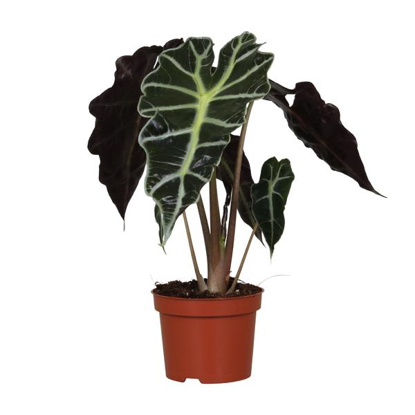 Alocasia Amazonica Polly – Ø12cm – ↕30cm