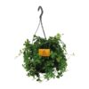 Parthenocissus Striatha Hang – Ø15cm – ↕15cm