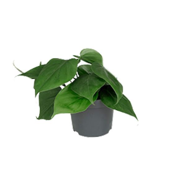 Philodendron Scandens – Ø12cm – ↕15cm