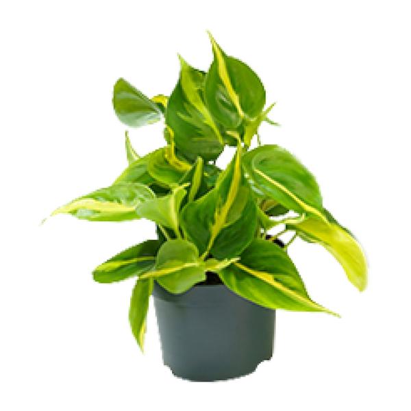 Philodendron Scandens Brasil – Ø12cm – ↕15cm