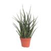 Sansevieria Fernwood Punk – Ø12cm – ↕30cm