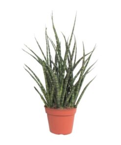 Sansevieria Fernwood Punk – Ø12cm – ↕30cm